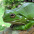 :iconcatfrogmustache:
