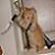 :iconcatgirl-the-crazy:
