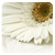:iconCathCupcakes: