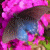 :iconcathelle: