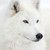 :iconcatherinawolf: