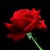 :iconcatherineroses: