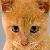 :iconcatinbar: