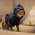 :iconcatinruins: