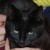 :iconcatlady360: