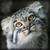 :iconcatlastmoon: