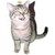 :iconcatlord98765: