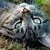 :iconcatlover4567:
