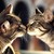 :iconcatloverforever: