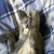 :iconCatLoverPrincess:
