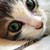 :iconcatlv: