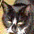 :iconcatman45: