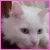 :iconcatmanzoran: