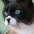 :iconcatminte: