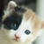 :iconcatmkii: