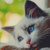 :iconcatnip28: