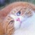 :iconcatnip503: