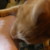 :iconcatnomplz:
