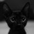 :iconcatnya: