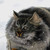 :iconcato-pia: