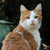 :iconcatofninetales: