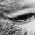 :iconcatonthehedge: