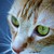 :iconcatori911: