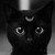 :iconcatplu: