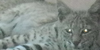 :iconcats-photography:
