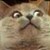 :iconcats4801: