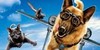 :iconcatsanddogs-fc: