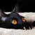 :iconcatsandpickless: