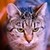 :iconcatsandstuff-mylife: