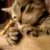 :iconcatsareforever: