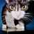 :iconcatsartist: