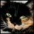 :iconcatsclans: