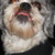 :iconcatseathedevil: