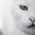 :iconcatseye10000: