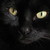 :iconcatsfoot: