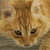 :iconcatsftw:
