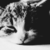 :iconcatsy-tyan: