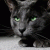 :iconcatsy12: