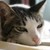 :iconcattai1113: