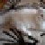 :iconcattherocket: