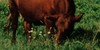 :iconcattlecallherd: