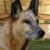 :iconcattledog101:
