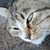 :iconcattleshepherd: