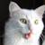 :iconcattulae: