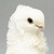 :iconcatty-icefox: