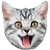 :iconcatud: